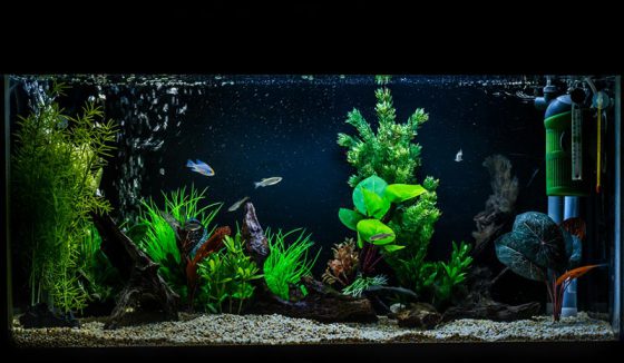 aquarium-filter